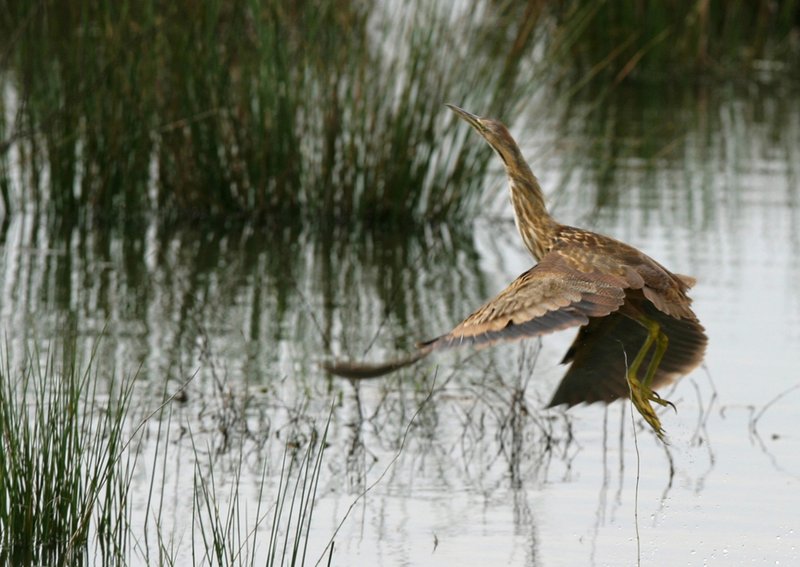 American bittern lifts away from reeds in the Wapanocca National Wildlife Refuge. (Special to the Democrat-Gazette/JERRY BUTLER) 
