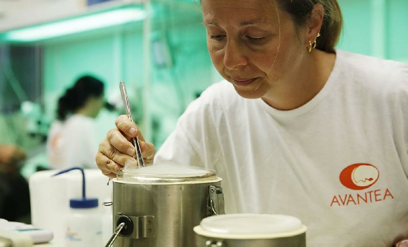 A researcher at the Avantea laboratory in Cremona, Italy, inseminates eggs last month taken from the last two northern white rhinos in existence. 