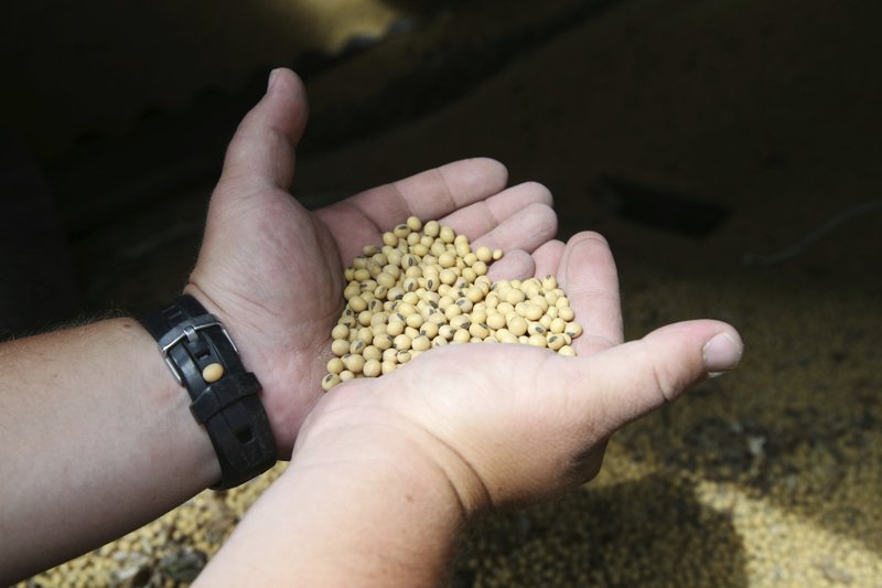 FILE - In this July 18, 2018, photo, soybean farmer Michael Petefish holds soybeans from last season's crop at his farm near Claremont in southern Minnesota. China's government says its importers are inquiring about prices for American soybeans and pork in a possible goodwill gesture ahead of talks aimed at ending a tariff war with Washington. (AP Photo/Jim Mone)