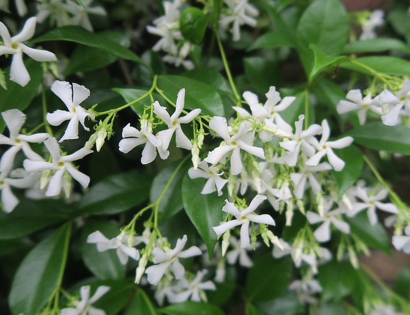 IN THE GARDEN: Winter hardy Jasmine may survive normal winter on arbor ...