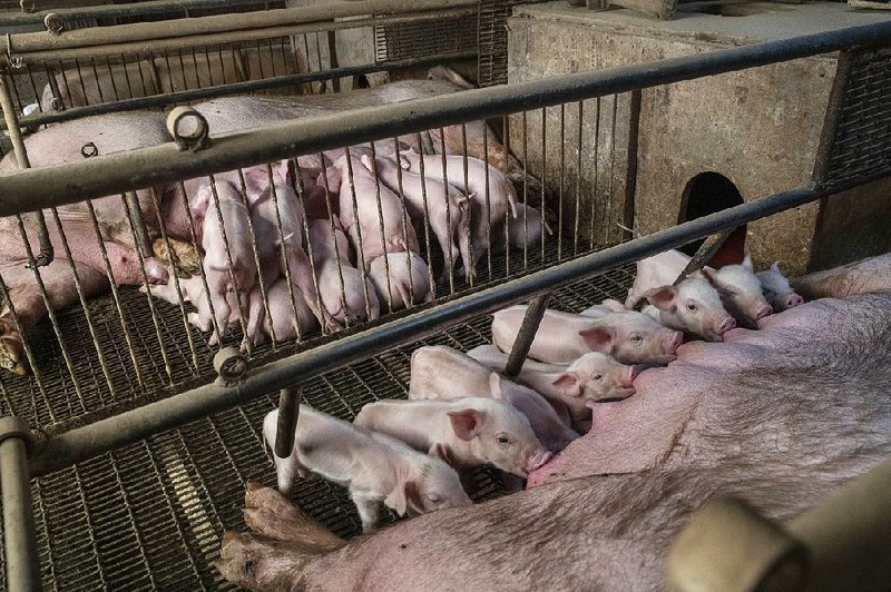 Young pigs nurse on a farm in China. An epidemic of African swine fever has resulted in a shortage of pork and steep prices. 