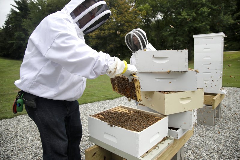 In this Aug. 7, 2019 photo, U.S. Army veterans Vince Ylitalo, left, and Wendi Zimmermann, back, check bees for disease and food supply at the Veterans Affairs' beehives in Manchester, N.H. Veterans Affairs has begun offering beekeeping at a few facilities including in New Hampshire and Michigan, and researchers are starting to study whether the practice has therapeutic benefits. Veterans in programs like the one at the Manchester VA Medical Center insist that beekeeping helps them focus, relax and become more productive. (AP Photo/Elise Amendola)