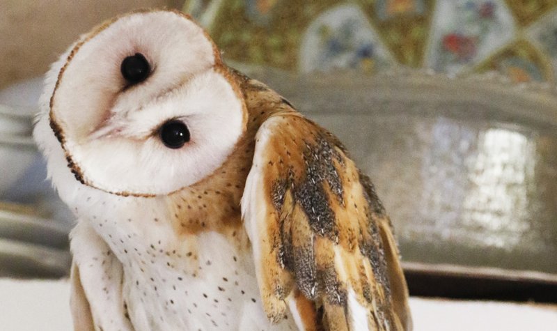 Barn owl. (The Chattanooga Times Free Press file photo)