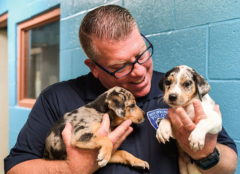 Sgt. Chris Lackey, director of Hot Springs Animal Services, cuddles two Louisiana Catahoula Leopard Dog puppies on Monday. The puppies will be ready for adoption on Monday. - Photo by Grace Brown of The Sentinel-Record