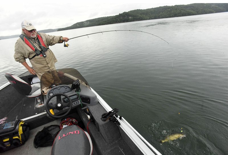 NWA Democrat-Gazette/FLIP PUTTHOFF Robert Smith of the Hickory Creek area has a knack for catching walleye at Beaver Lake, trolling live nightcrawlers along the bottom. Smith battles a walleye during a rainy Thursday, Aug. 15 2019, he caught in the Rocky Branch area.