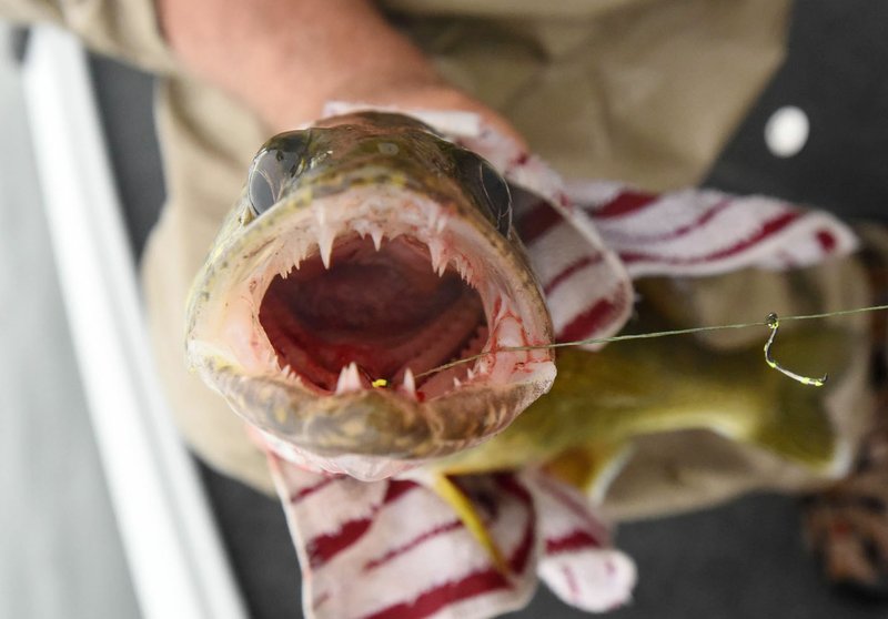 NWA Democrat-Gazette/FLIP PUTTHOFF It's obvious why anglers should be careful when Aug. 15 2019 handling walleye. Gill plates and fins are also sharp.
