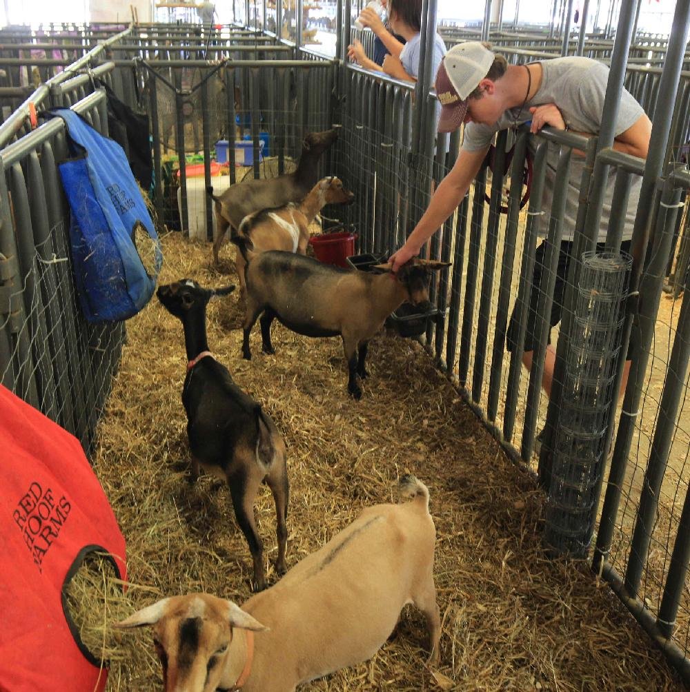 Faulkner County Fair The Arkansas DemocratGazette Arkansas' Best