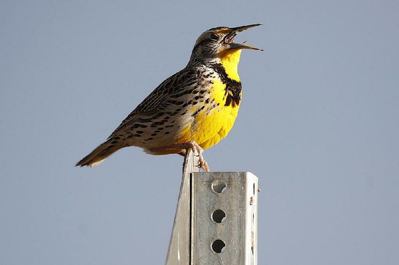 A western meadowlark chirps in the Rocky Mountain Arsenal National Wildlife Refuge near Commerce City, Colo., in April. The species, and its cousin, the eastern meadowlark, are declining in alarming numbers along with many other birds. 