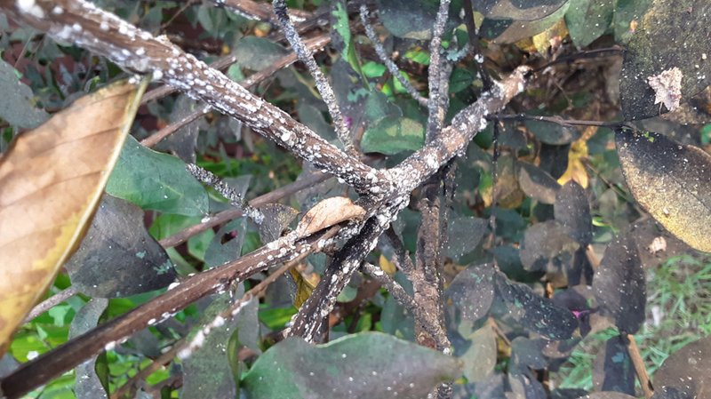 Crape myrtle felt scale has attacked a reader's crape myrtle. (Special to the Democrat-Gazette)