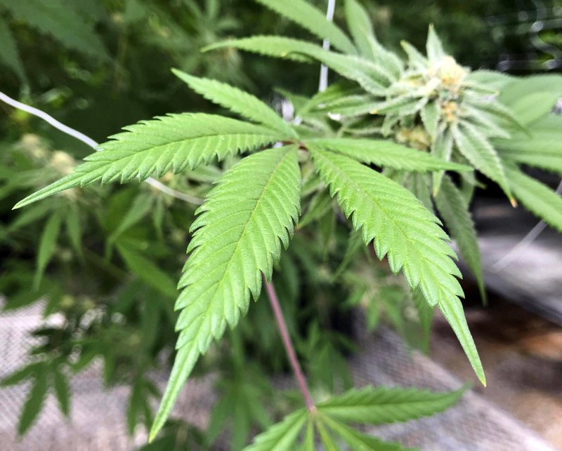 FILE - This April 6, 2018, file photo, shows the leaves of a marijuana plant inside Ultra Health's cultivation greenhouse in Bernalillo, N.M. Australia's capital has become the first part of the country to legalize recreational marijuana for personal use. (AP Photo/Susan Montoya Bryan, File)