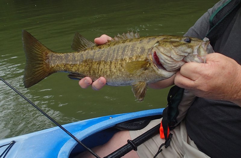 A smallmouth bass is shown in this file photo.