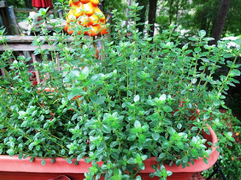 Thyme requires less watering than many garden plants.