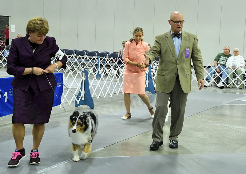 annual dog show