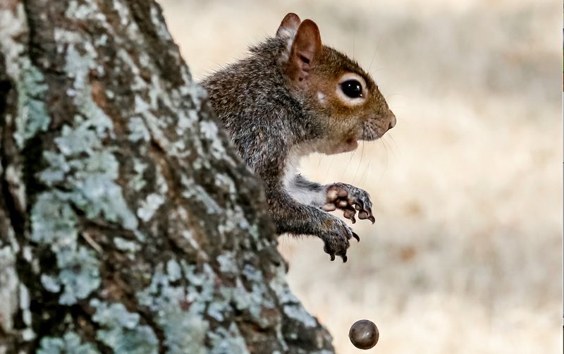 A squirrel is shown in this file photo.
(Democrat-Gazette file photo/JOHN SYKES JR.)