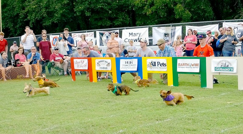 weenie dog races near me