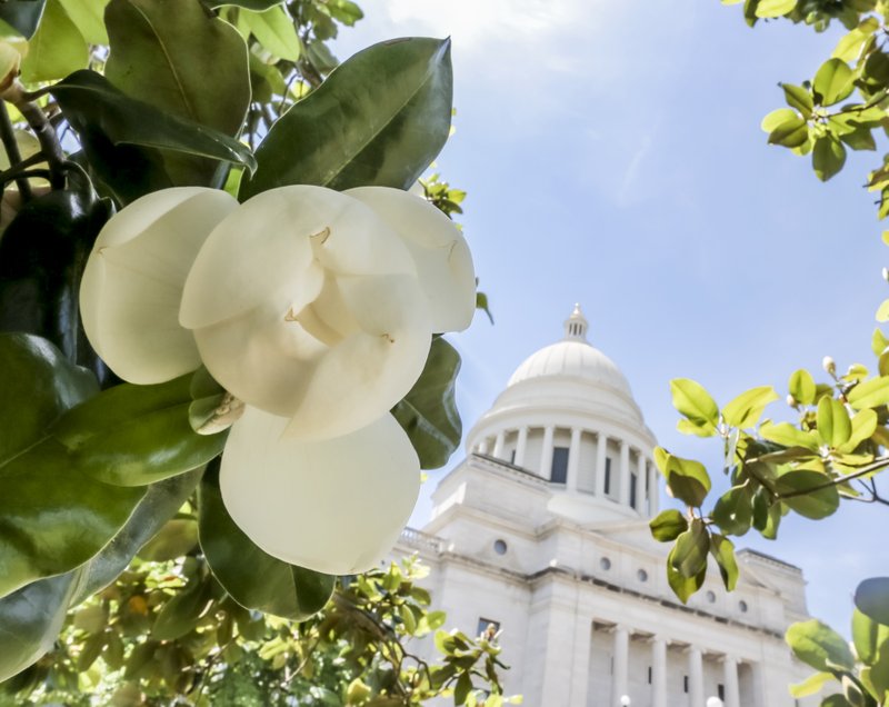 The Arkansas state capitol building stands against a blue sky with a partially unfurled Magnolia blossom in the foreground in Little Rock.