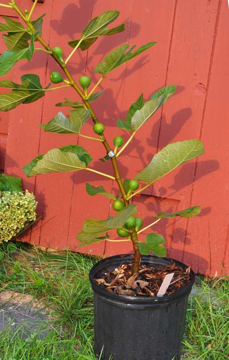 AP/LEE REICH This undated photo shows a potted fig plant in New Paltz, N.Y. Figs, although subtropical plants, are easy to grow in pots and bear quickly, so are adapted to growing in regions with cold winters.