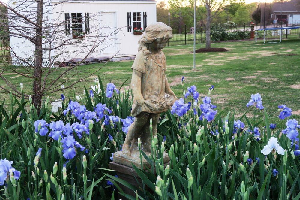 The main reasons irises stop blooming are overcrowding and lack of sunlight. (Special to the Democrat-Gazette/JANET B. CARSON)