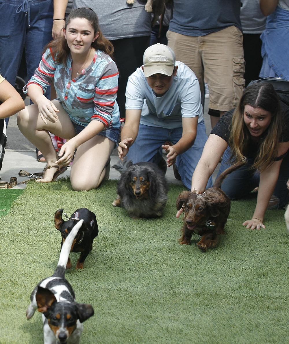 Oktoberfest Wiener Dog Races