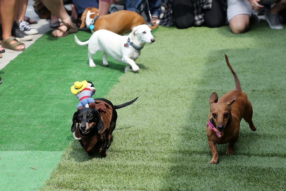Oktoberfest Wiener Dog Races