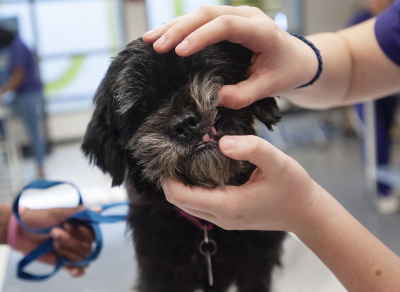 AP file photo/Tyler Morning Telegraph/SARAH A. MILLER When pets get sick, expenses can pile up quickly.