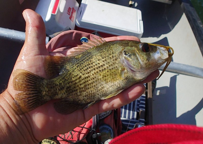 NWA Democrat-Gazette/FLIP PUTTHOFF 
Ozark bass, seen here, plus smallmouth and largemouth bass were caught Sept. 5 2019 while float-fishing on the Elk River.