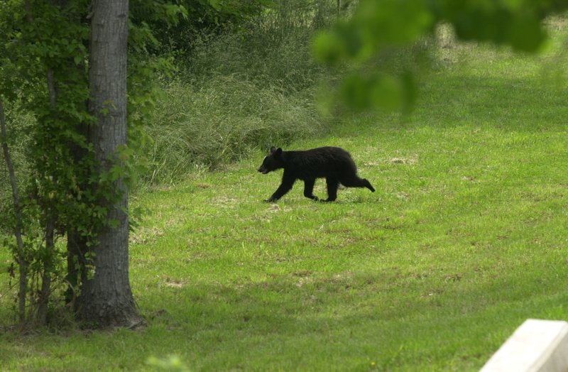 A black bear runs back into a patch of woods near the intersection of Huntsville Road and Wood Street in Fayetteville in this 2003 file photo.