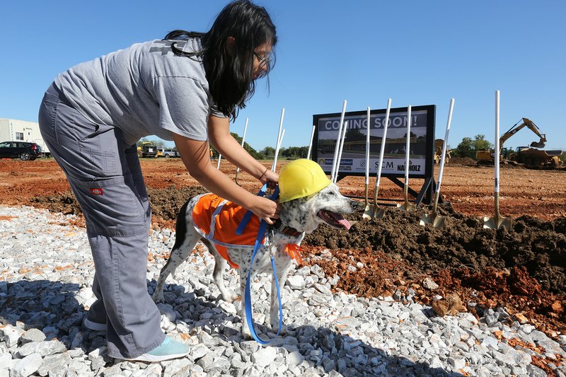 Nancy Chavez, a kennel technician, leans over to place a plastic construction hat on Toby Tuesday, October 8, 2019, before a ground breaking ceremony for the new Animal Shelter and Adoption Center of Springdale. The new facility, located at 1549 E. Don Tyson Parkway, was made possible by a 2018 $200 million bond program voted on by residents that also includes money for streets, fire stations and a new city administration building.
