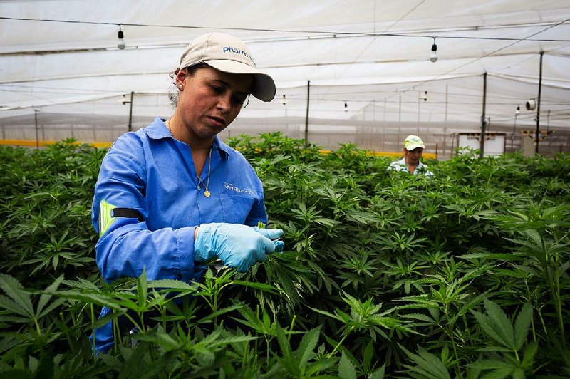 Employees take cuttings from marijuana plants last year to grow clones at a commercial cannabis facility in Rionegro, Colombia.