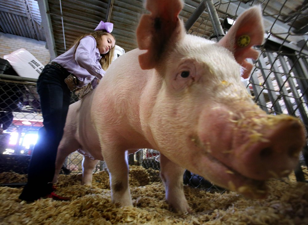 Landry Mitchell of Magnolia gets her pig ready for the spotlight at the 2018 Arkansas State Fair. Democrat-Gazette file photo/Thomas Metthe