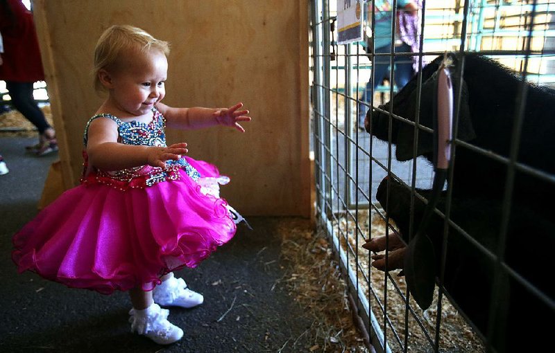 Flossie Rogers, 21 months, is excited to visit the pigs Saturday at the 4-H petting zoo before competing in the Little Miss Pageant at the Arkansas State Fair in Little Rock. More photos are available atarkansasonline.com/1013fair/. For video, go to arkansasonline.com/1013fairvid/ 