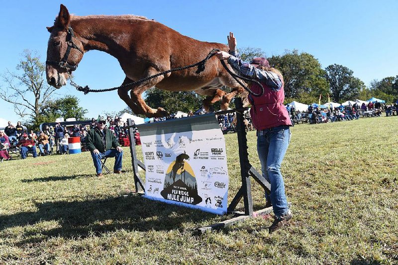 NWA Democrat-Gazette/FLIP PUTTHOFF 
HIGH FLYING MULES
Maranda (cq) Stitesof Pea Ridge sends her mule, "Rooster," flying over the bar on Saturday Oct. 12 2019 at the 31st annual Pea Ridge Mule Jump. Contestants from several states competed to see whose mule could jump the highest at the event held east of downtown Pea Ridge. Pole bending, barrel races and other mule-riding contests were part of the event attended by hundreds of spectators and mule owners.