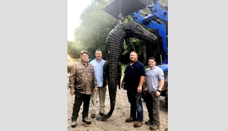 The pre-dawn hours of Sept. 21 produced this giant alligator in Arkansas County for James McGriff (from left), Bryan Smallwood, Jamie Donaldson and Dale Armstrong during the state’s controlled alligator season. Donaldson had the permit and delivered the final shots on it.