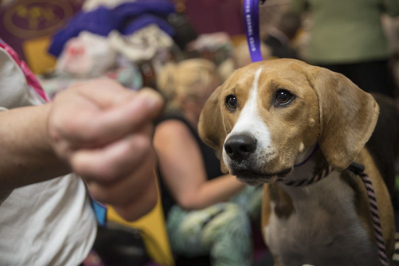 In this Feb. 12, 2018, file photo, Emmy, a harrier, keeps her eyes on a treat offered to her by handler Mike Gowen in the benching area before competing in the 142nd Westminster Kennel Club Dog Show, at Madison Square Garden in New York. (AP file photo/Mary Altaffer)