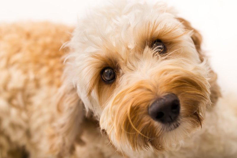 TNS/Dreamstime/NATHAN CLIFFORD Wally Conron told the Australia Broadcasting Corp. that creating the labradoodle dog breed is his "life's regret."