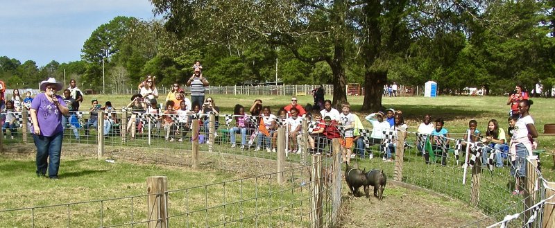 The pig races at Arkansas Frontier, watched by students from a Little Rock grade school, are narrated by Mary Sims. (Photo by Marcia Schnedler, special to the Democrat-Gazette)