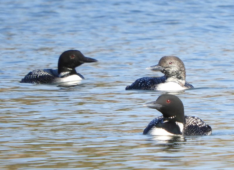 Photo submitted These Common Loons were seen at a Prairie Creek ramp, just one of the bird species observed on last year's tours.