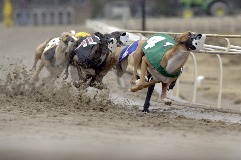 FILE — Greyhounds race at Southland Greyhound Park in West Memphis in this 2004 file photo.


