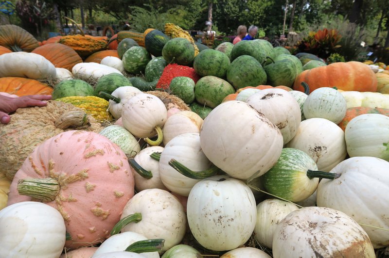 Stacked in a pile of various winter squash, a large pink-toned 'Galeux d'Eysine,' has warty-looking growths called peanuts that are made of excess sugar. (Special to the Democrat-Gazette/JANET B. CARSON)