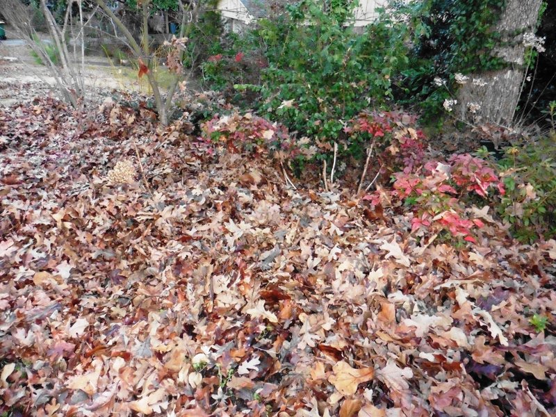 Leaves do a good job of smothering ground and can be used as mulch, but don't leave them covering your lawn. (Special to the Democrat-Gazette/JANET B. CARSON)