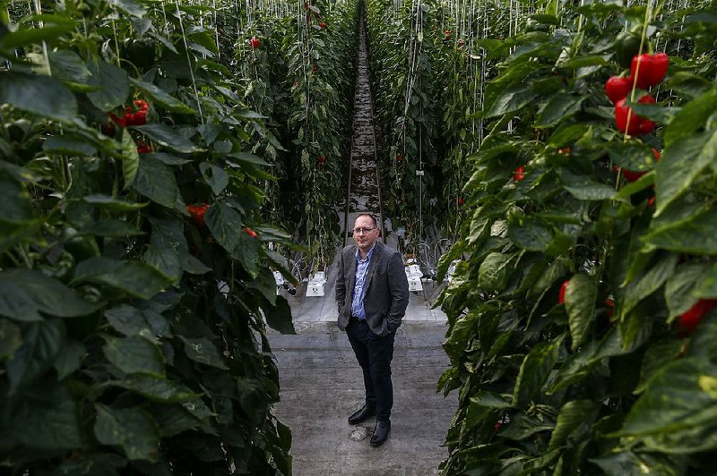 Lee Stiles, secretary of the Lea Valley Growers Association, stands among pepper plants inside a greenhouse at Valley Grown Nurseries in Nazeing, England, earlier this month.