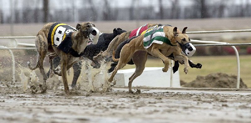 Racing greyhounds sprint around a muddy track at Southland in West Memphis. Arkansas Southland Casino Racing will phase out dog racing in 2022, with more than 1,000 greyhounds going up for adoption. Demand for them is high, according to a group that finds homes for the dogs. 