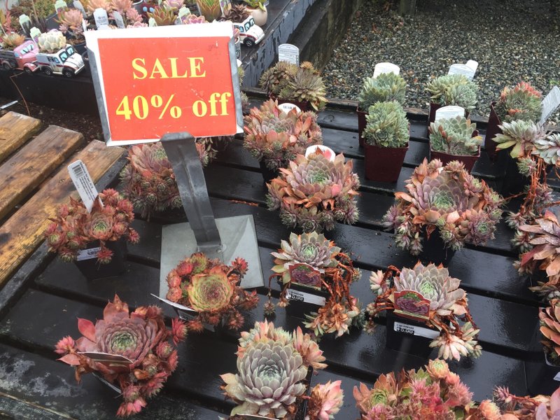 This assortment of succulents, photographed Aug. 21, 2019, were marked down 40 percent at Bayview Farm &amp; Garden, a grower-retailer operation located near Langley, Wash. Late summer and early fall are great times of the year to shop at garden centers because they typically mark down their off-season inventories rather than cart them indoors for overwintering. (Dean Fosdick via AP)