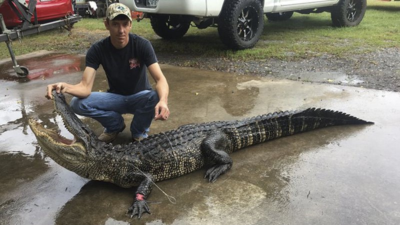 Courtesy photo/ARKANSAS GAME AND FISH COMMISSION
Arkansas alligator hunters harvested a record number of 'gators in 2017.