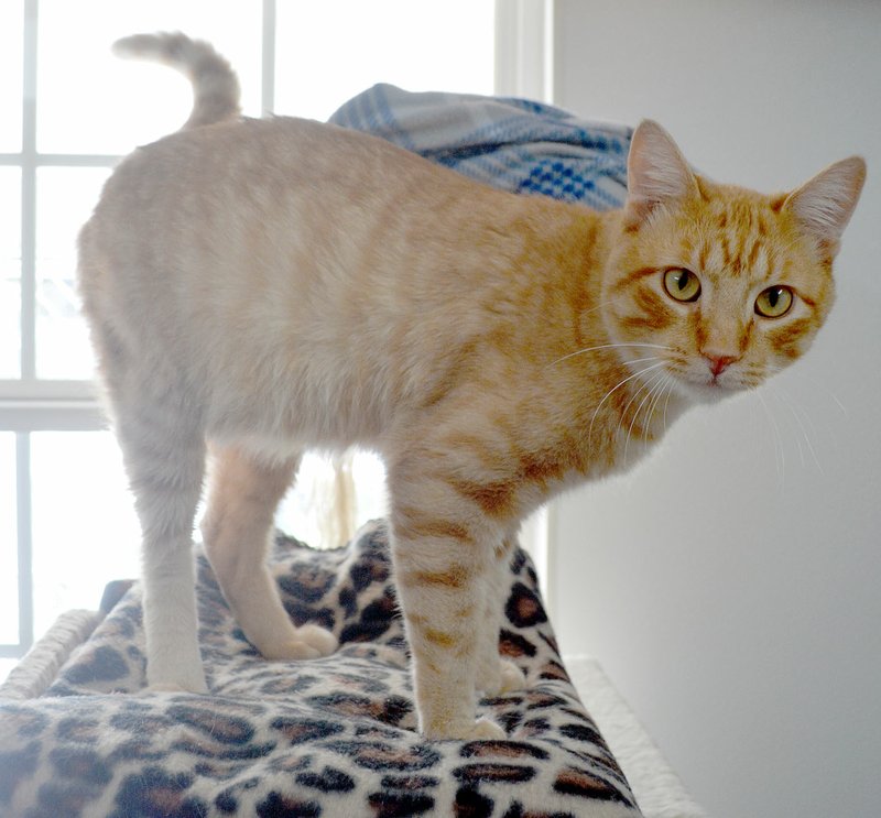 best pet for 1 year old