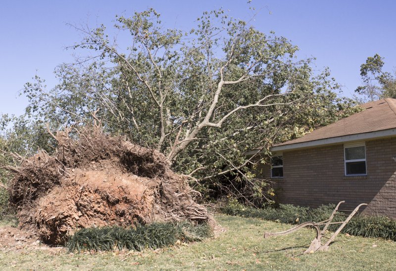 A large tree is shown toppled over a home, Monday, October 21, 2019 near Shores Ave. and Bright St. in Cave Springs. Four trees fell on top of William Messersmith's house early Monday morning trapping his vehicles inside of his garage. The event followed a violent storm that damaged and knocked out power to several homes in Cave Springs. He is waiting for his insurance company to assess the damage and for a tree company to remove the trees.