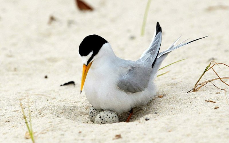 A least tern checks her eggs in May 2010 on a beach in Gulfport, Miss. On Wednesday the U.S. Fish and Wildlife Service proposed taking the least tern off the endangered species list. 