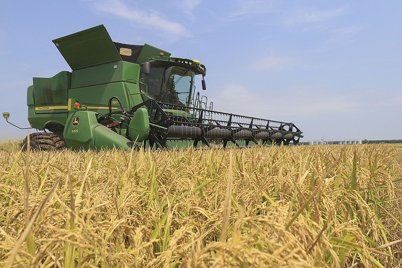 Luchen Walls Jr. harvests rice at Brantley Farms near England in Lonoke County. Democrat-Gazette file photo/Staton Briedenthal