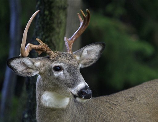 A deer is shown in this Oct. 15, 2010 file photo in Pepper Pike, Ohio. (AP Photo/Tony Dejak)