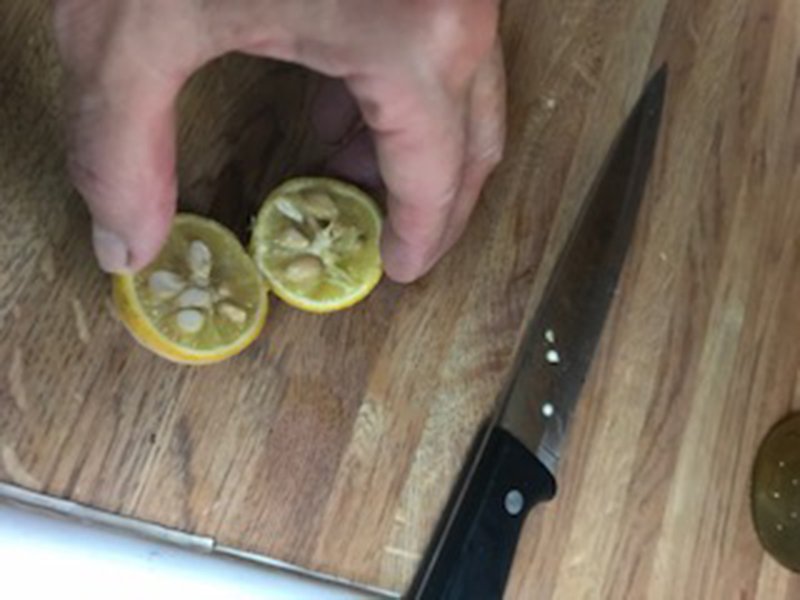 The fruit of trifoliate orange is edible but bitter and seedy. (Special to the Democrat-Gazette)